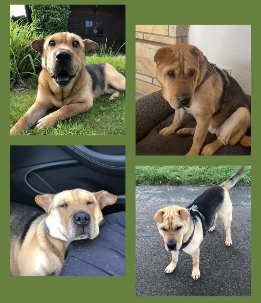 Andachtsbild von Ulrike