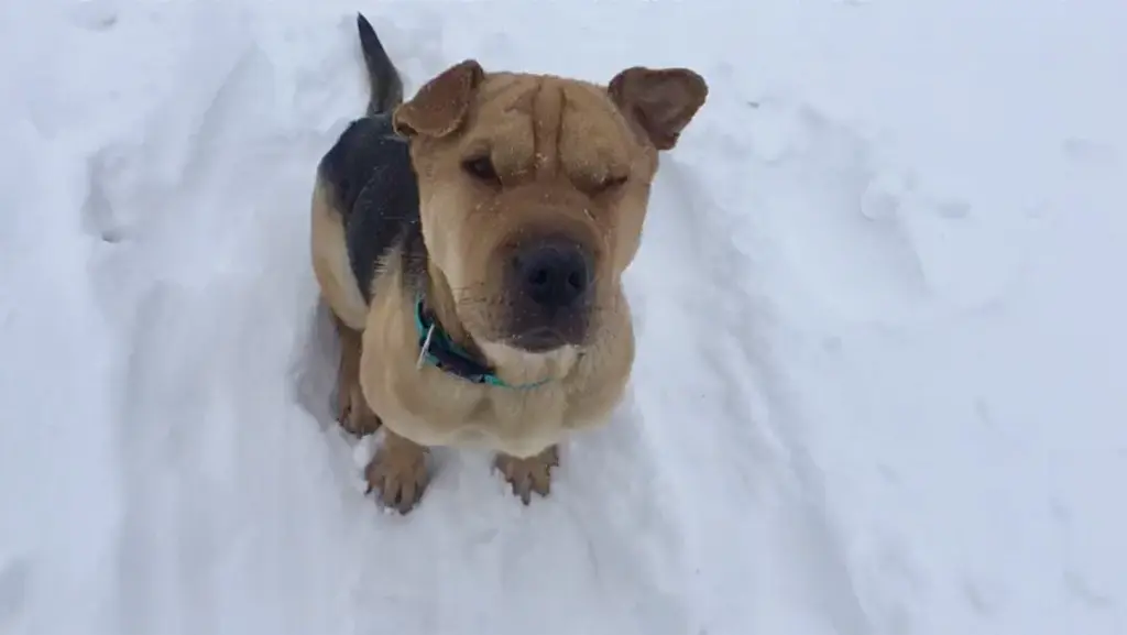 Andachtsbild von Friederike Schulze-Borgmühl