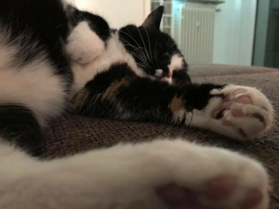 Condolence image of Julia mit Janosch im Herzen