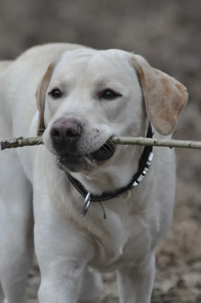 Andachtsbild von Jenny Hein