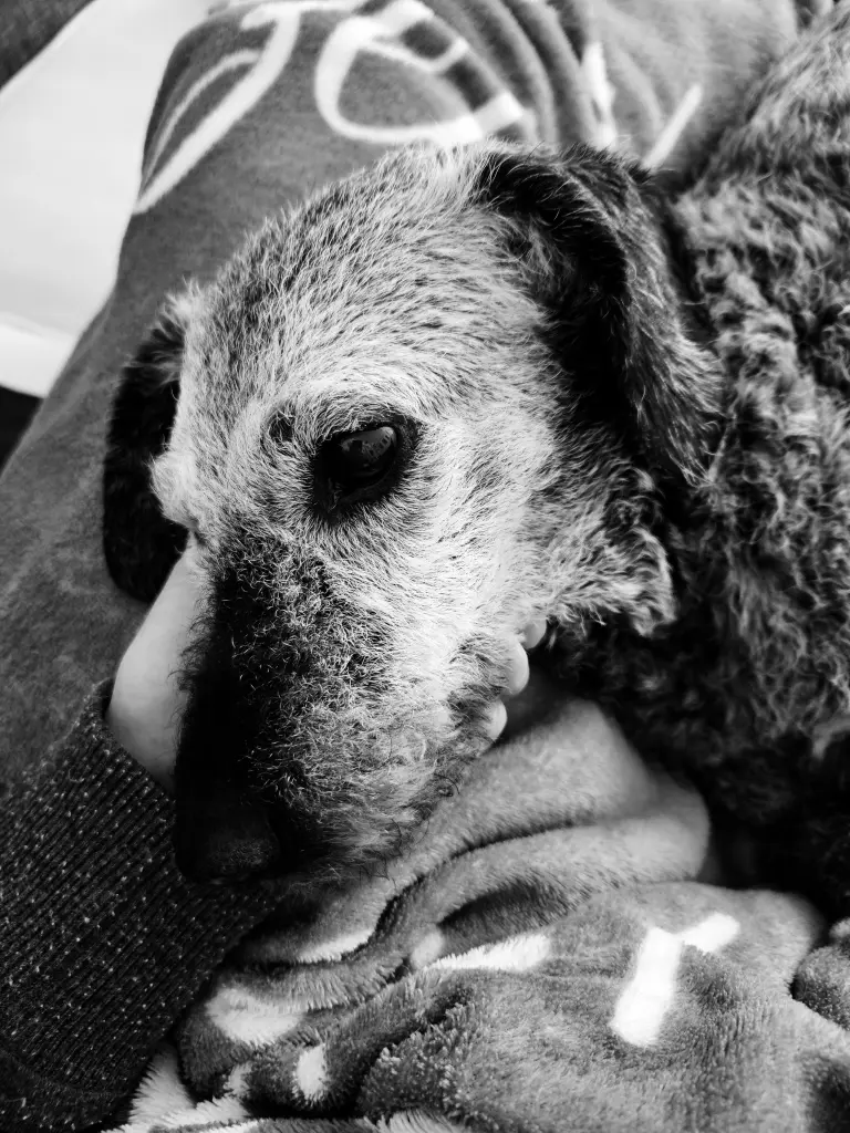 Andachtsbild von Rebecca