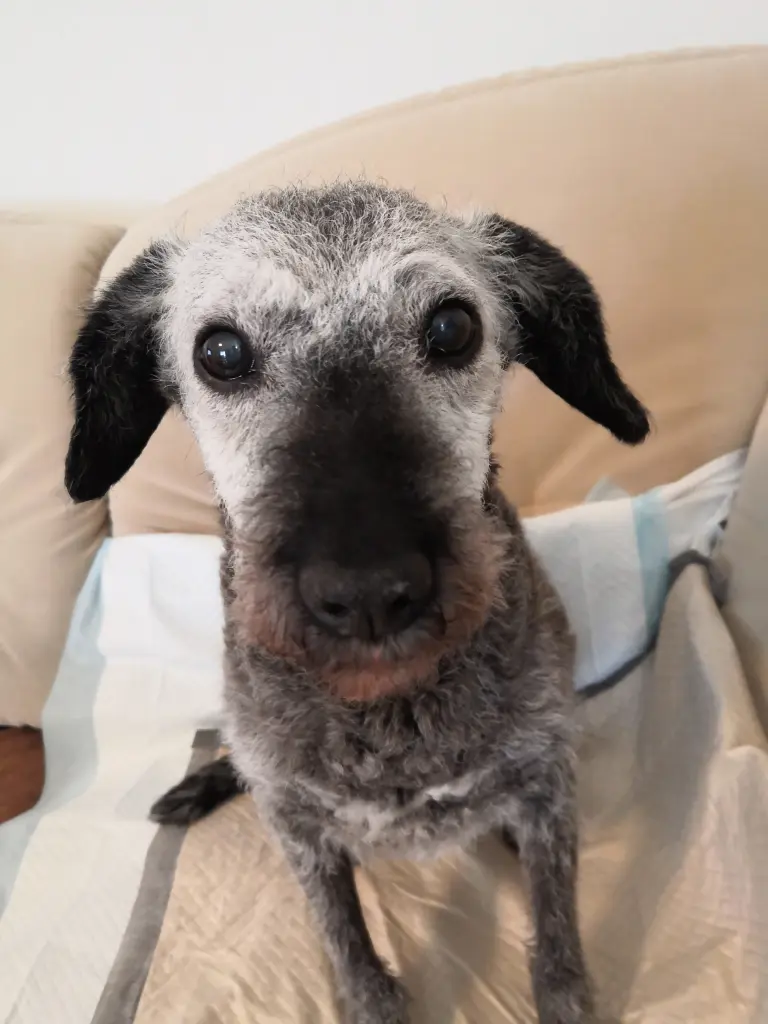 Andachtsbild von Gudrun mit Lilly im Herzen