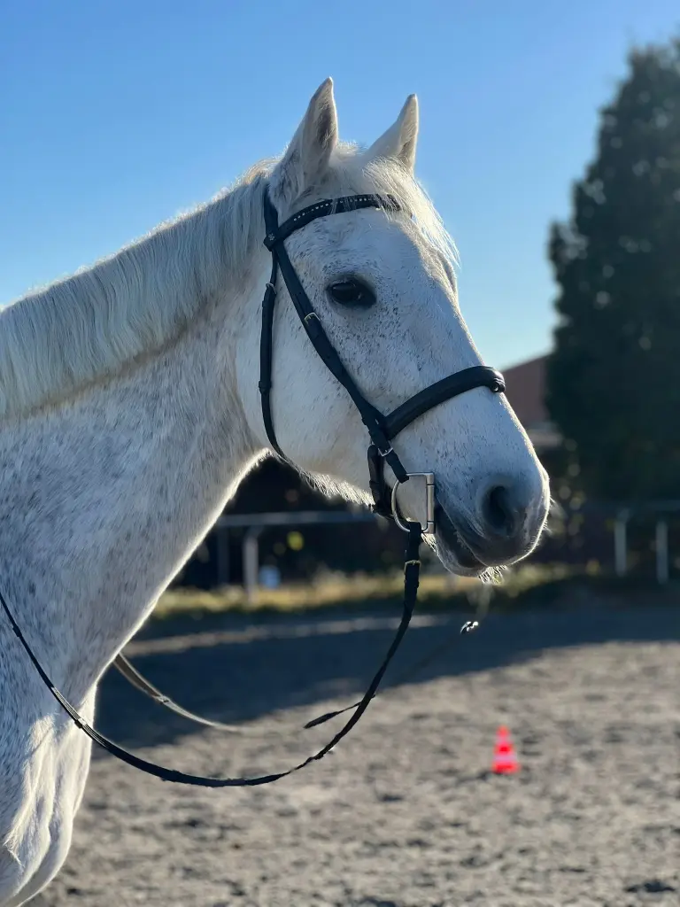 Condolence image of Dagmar