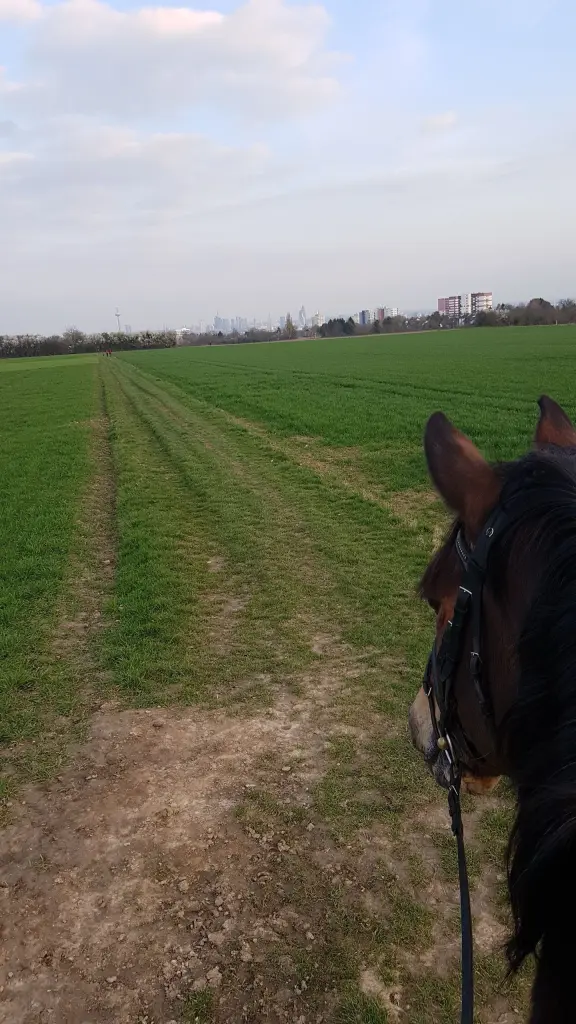 Condolence image of Feline