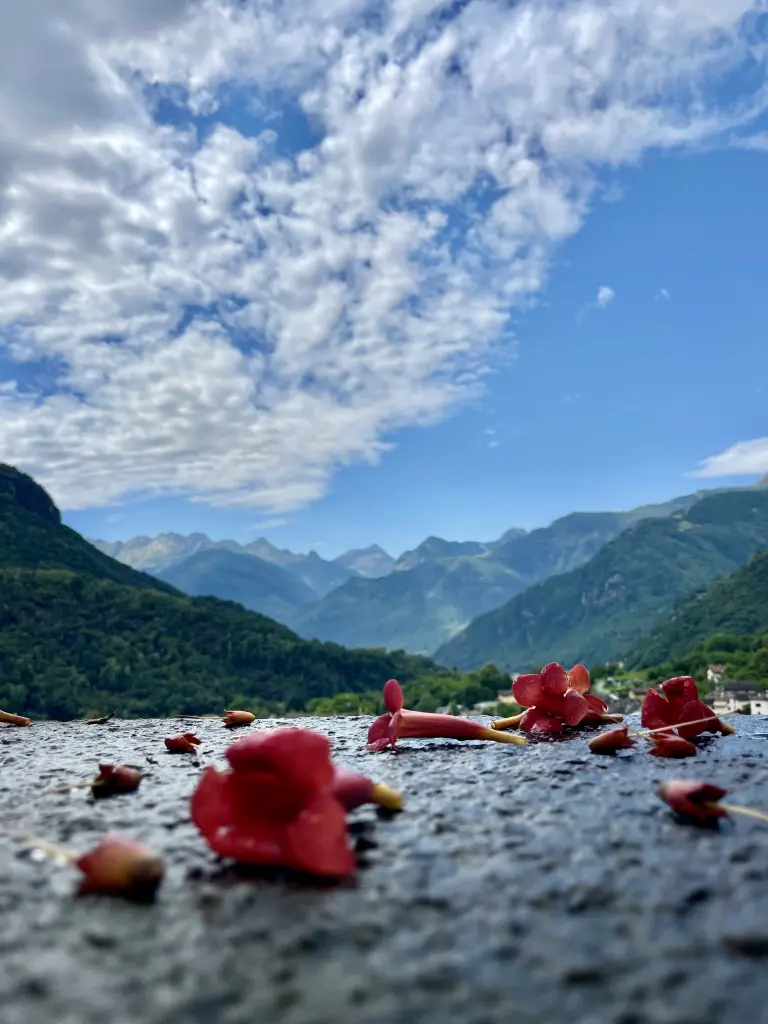 Condolence image of ULLI