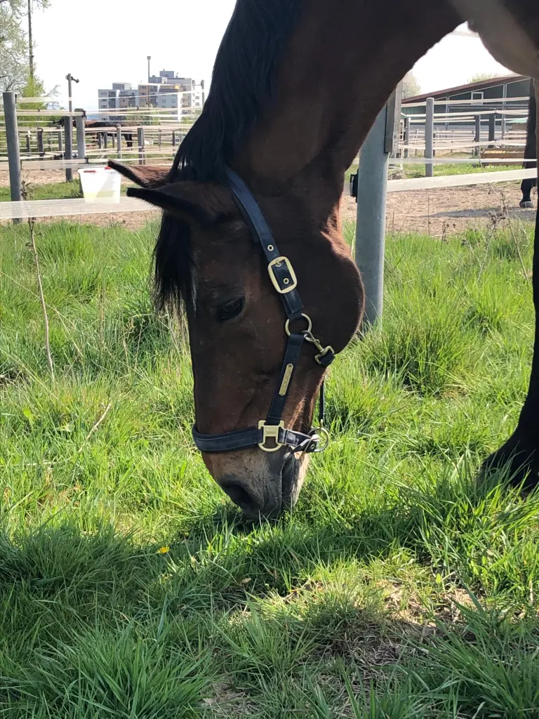 Condolence image of Elisabeth