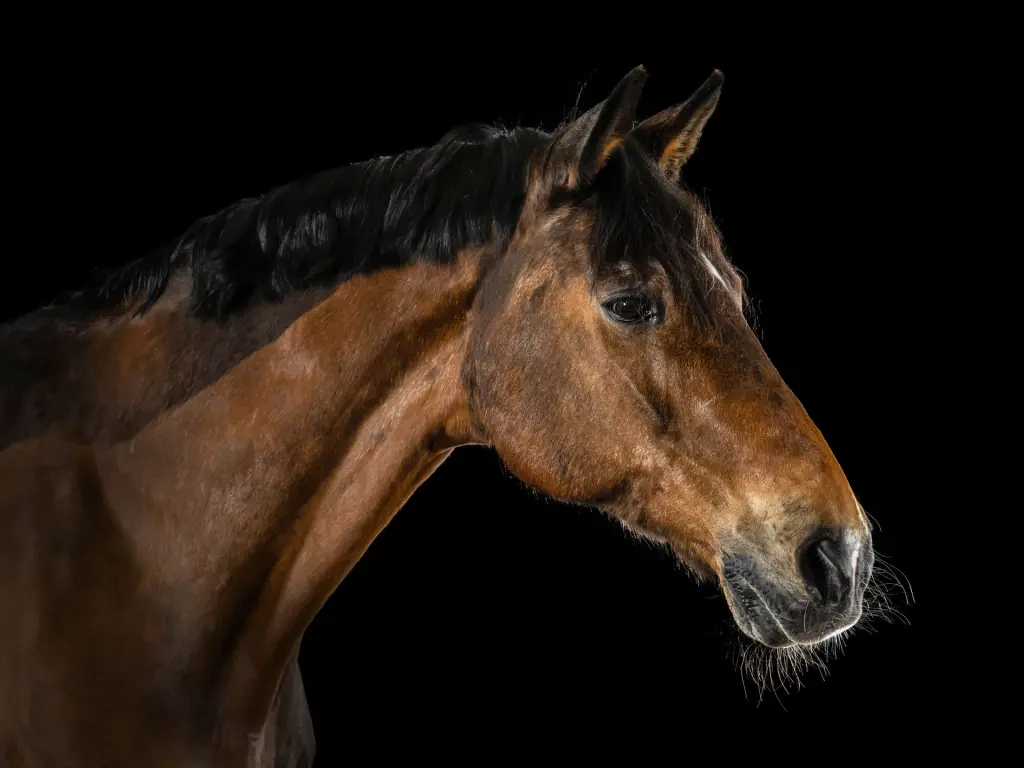 Condolence image of Elisabeth