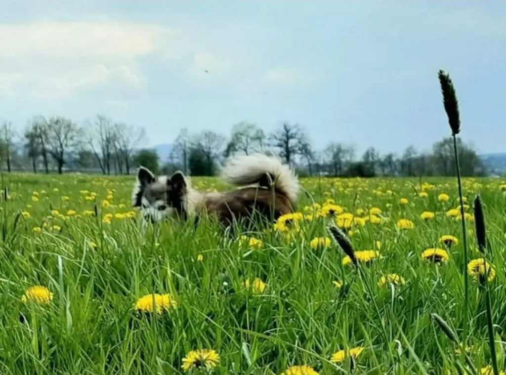 Du liebtest die Wiese .