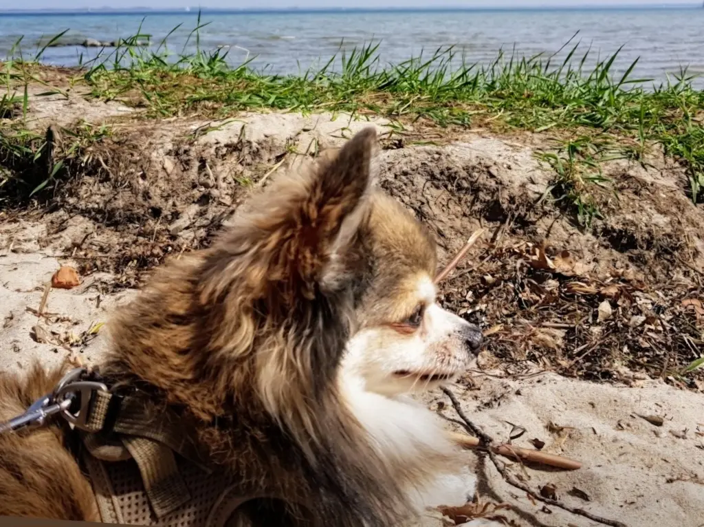 Mach's gut du unser Wunderschöner, wir werden uns dereinst wieder sehen .