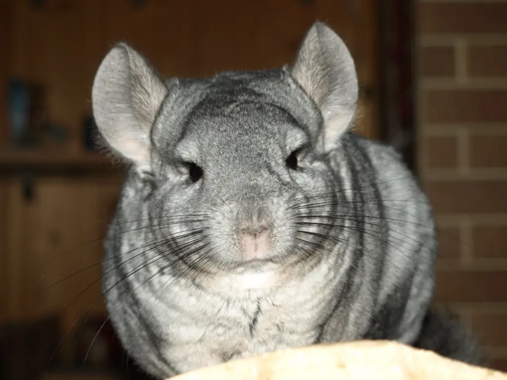 Condolence image of Stefanie und Dirk mit Mausi im Herzen