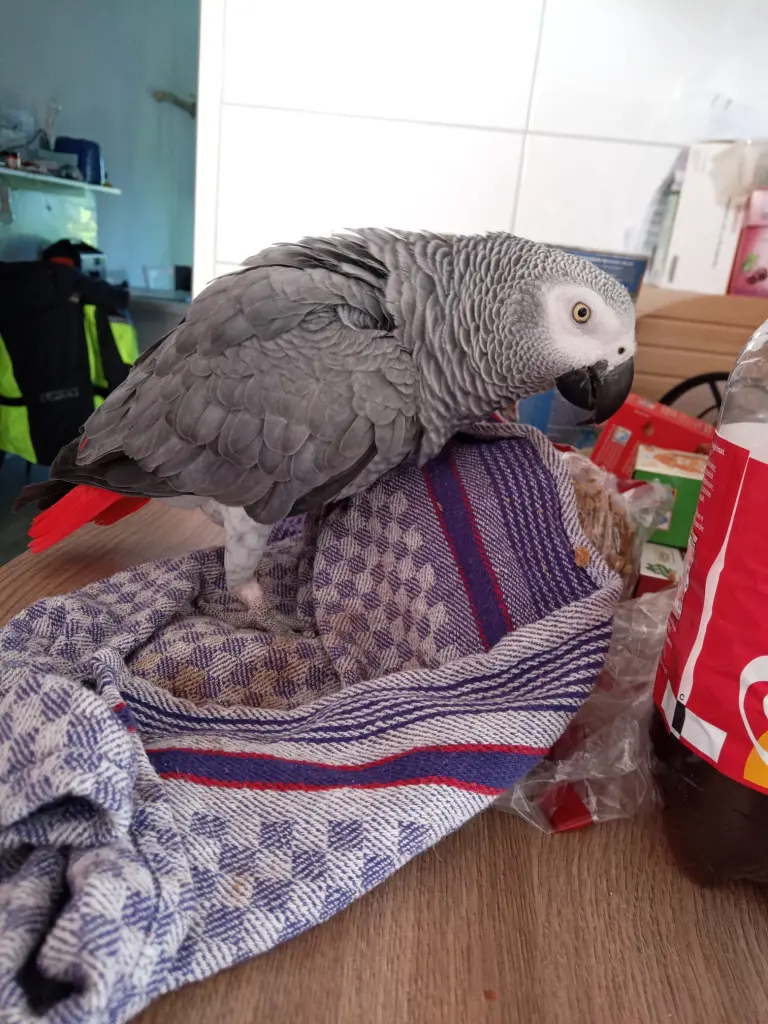 Bild von Jacky
