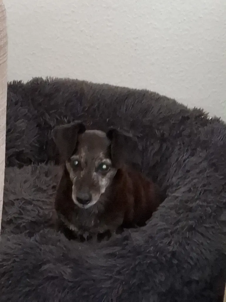 Bild von Lilly