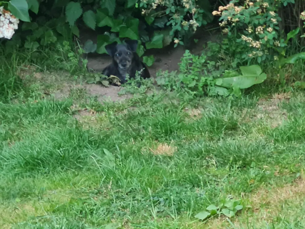 Bild von Lilly