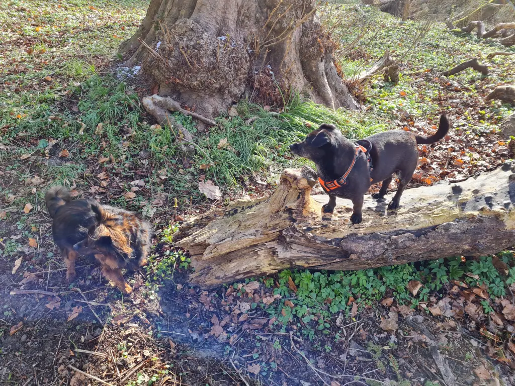 Bild von Lilly