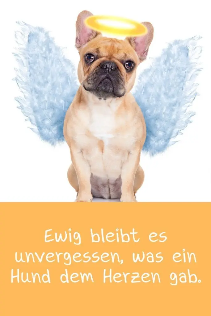 Condolence image of Paul mit "Seelenhund Spiky im Herzen"