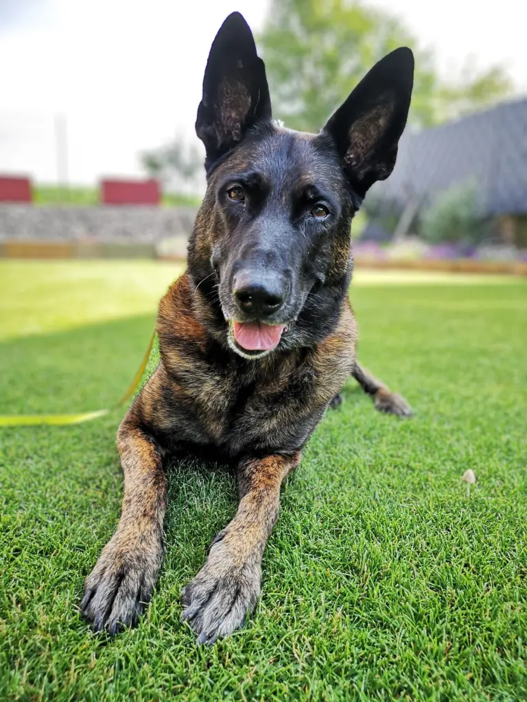 Bild von Loki