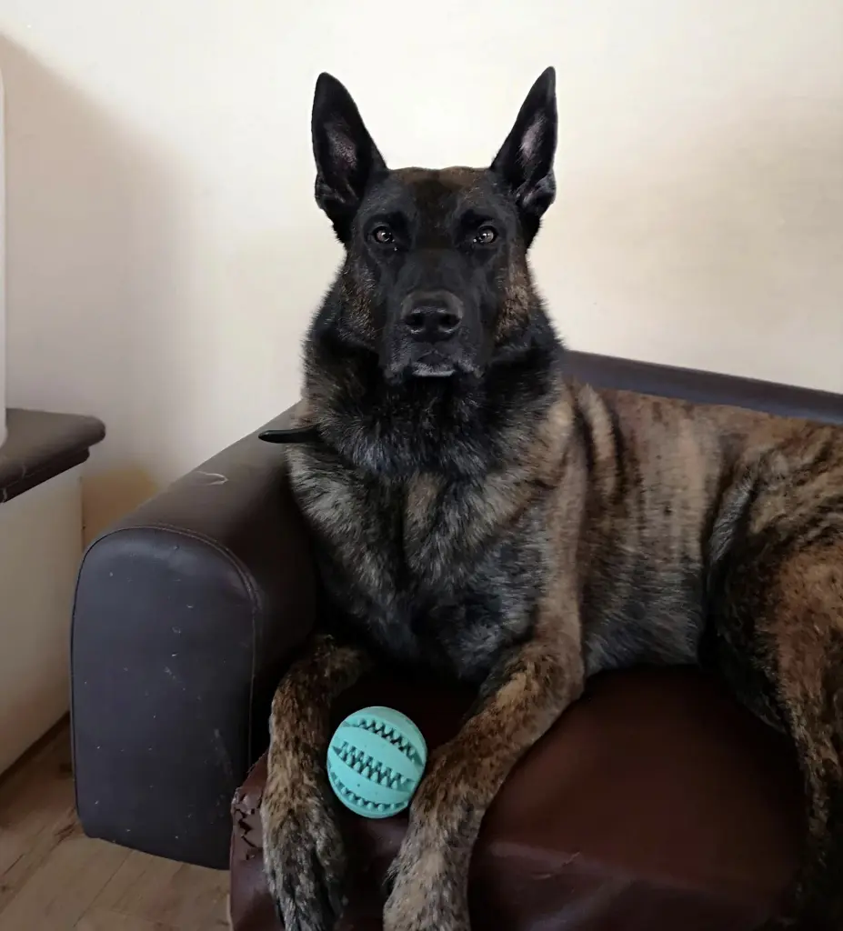 Bild von Loki