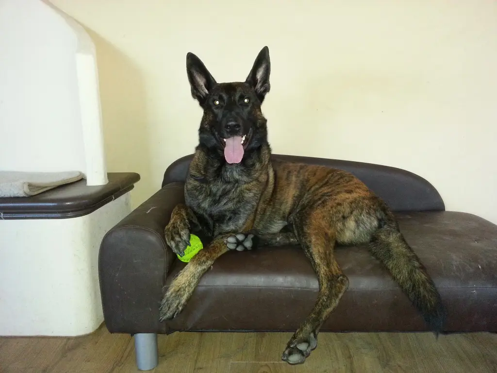 Bild von Loki