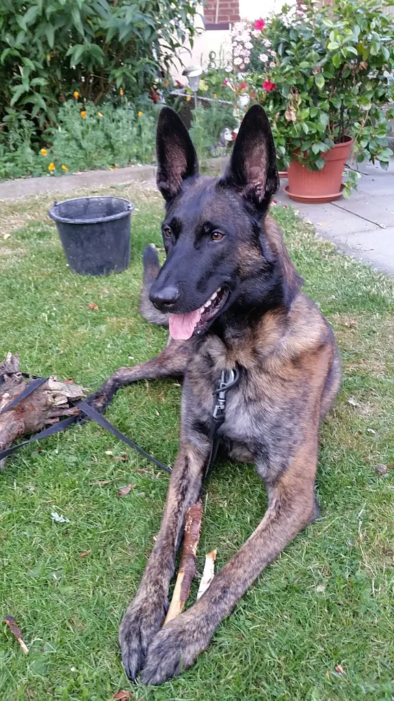 Bild von Loki