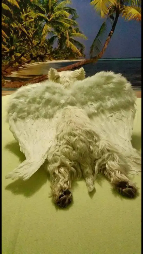 Condolence image of Karin  Schiechl