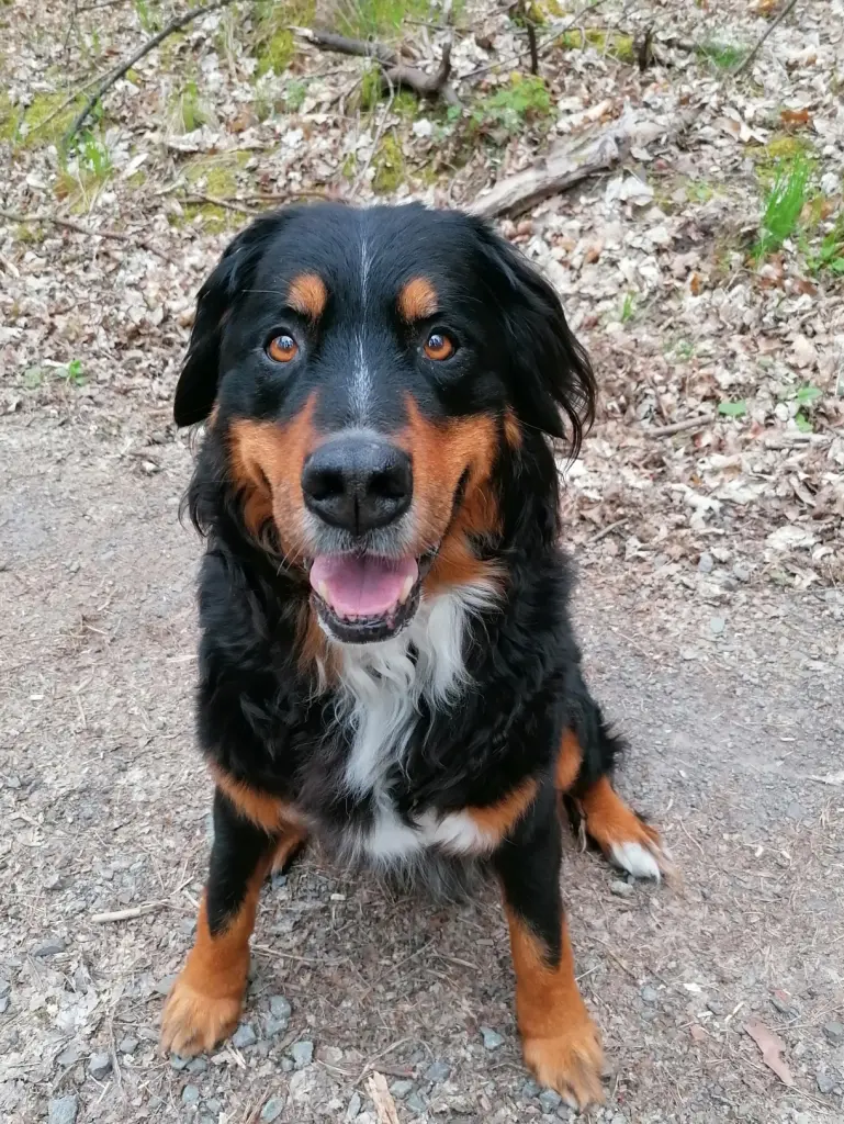 Bild von Bruno