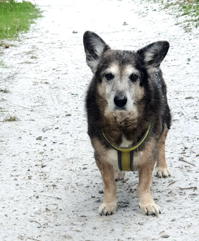 Bild von Fido