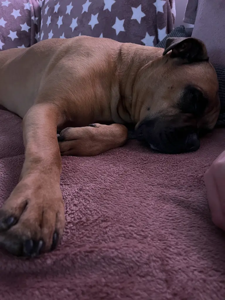 Andachtsbild von Sara Müller