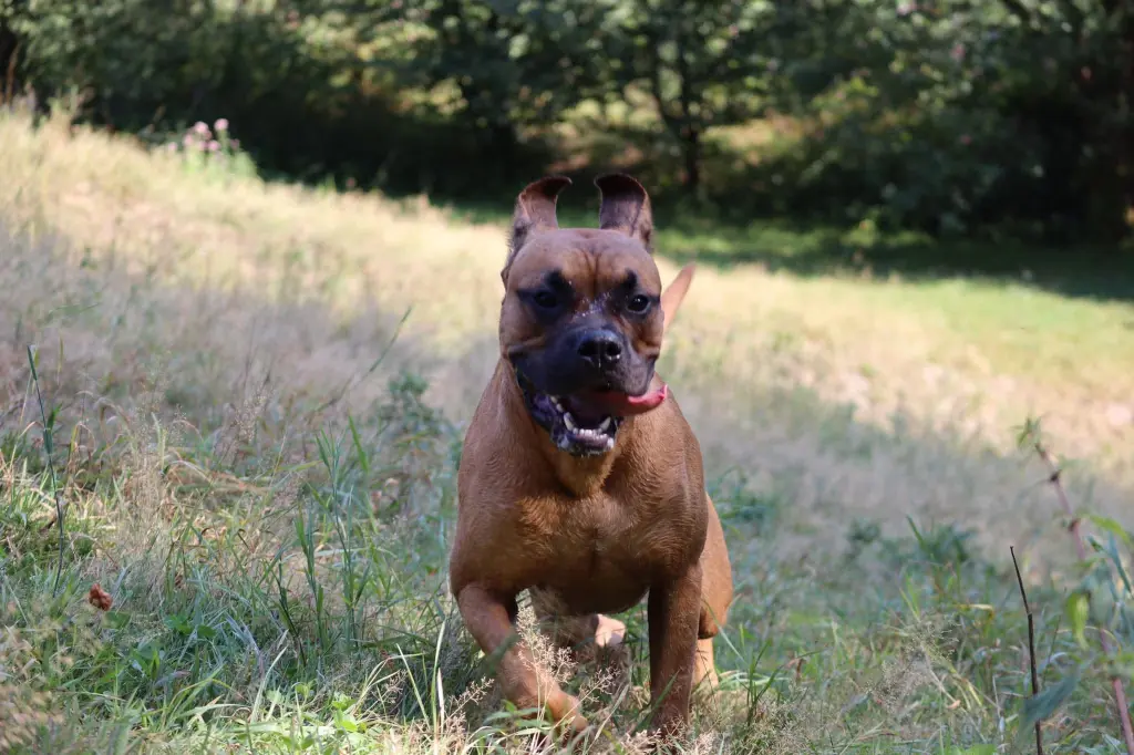 Andachtsbild von Mediha Lodhi