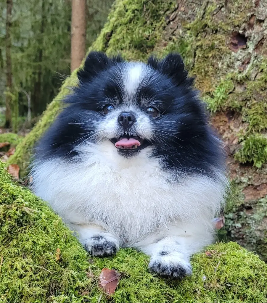 Andachtsbild von Dunja