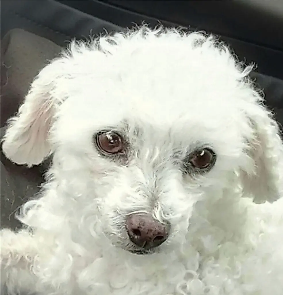 Andachtsbild von ♡