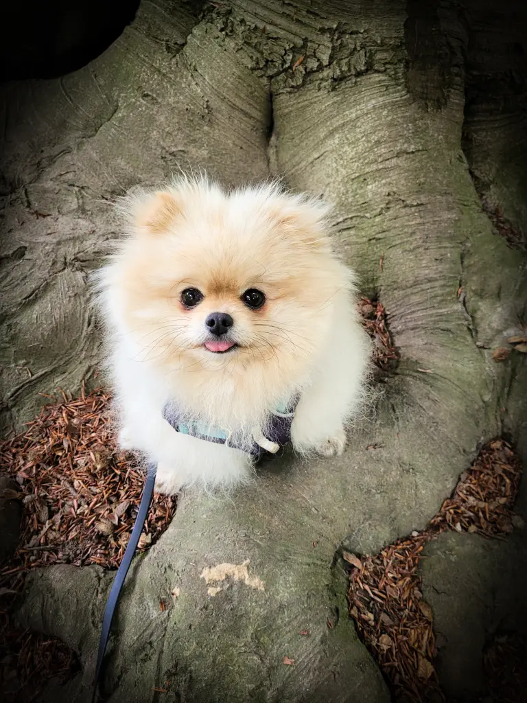 Andachtsbild von Julia mit Miley im Herzen