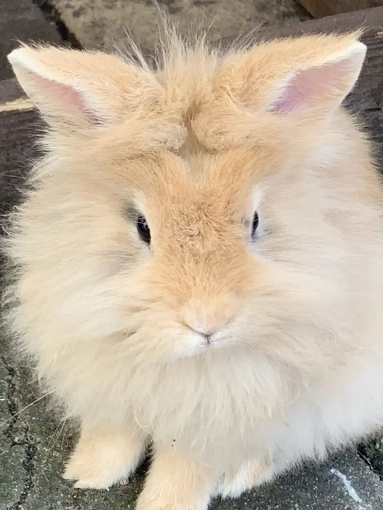 Bild von Cookie