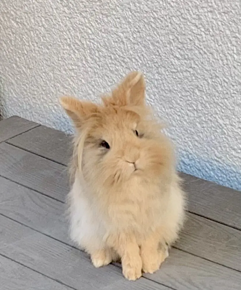 Bild von Cookie
