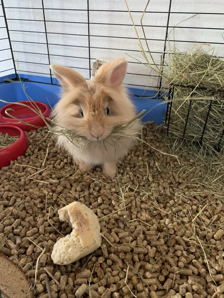 Bild von Cookie
