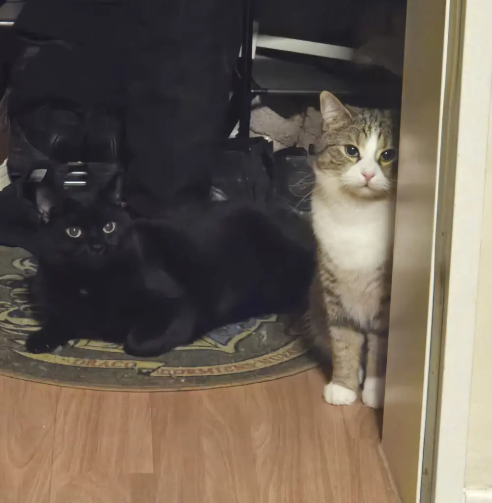 Salem & Kylo