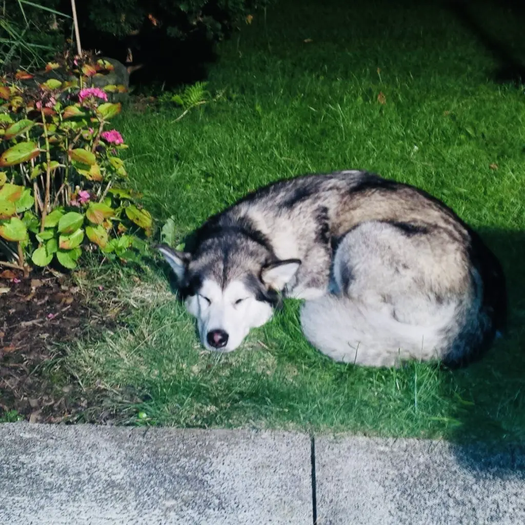 Bild von Nanook