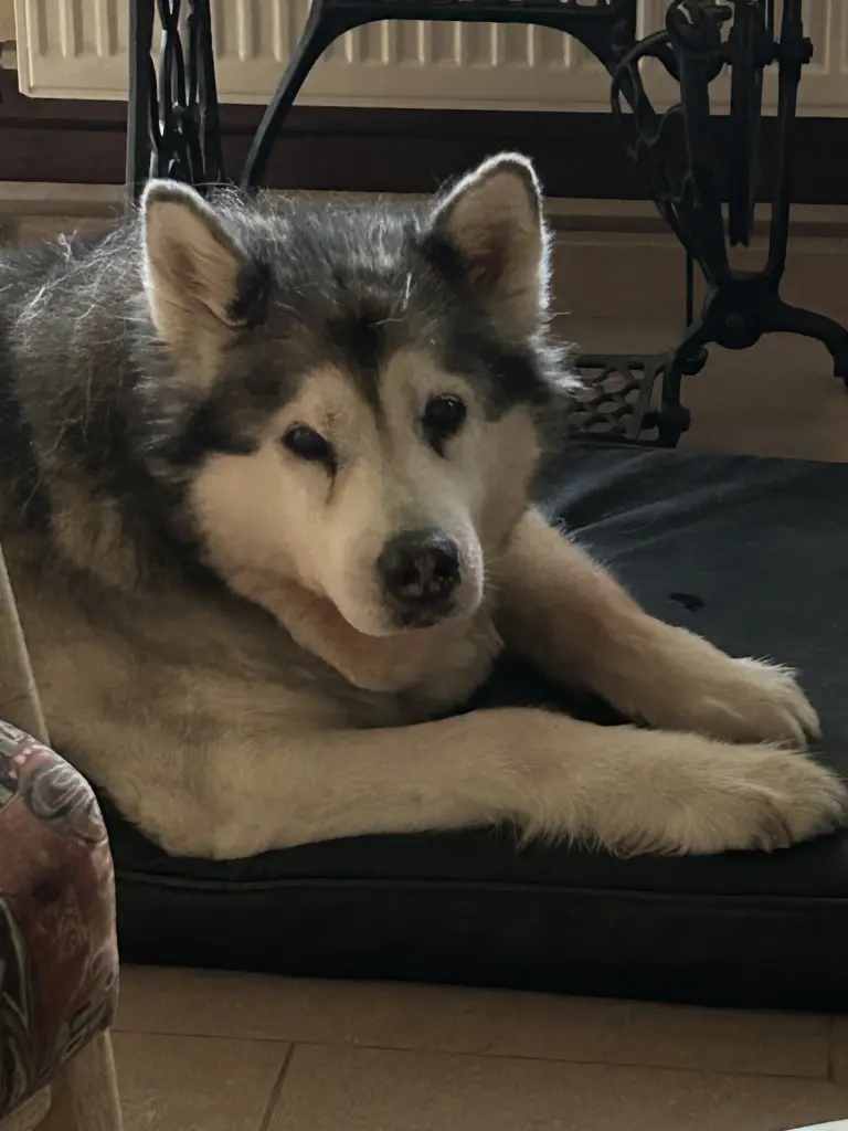Bild von Nanook