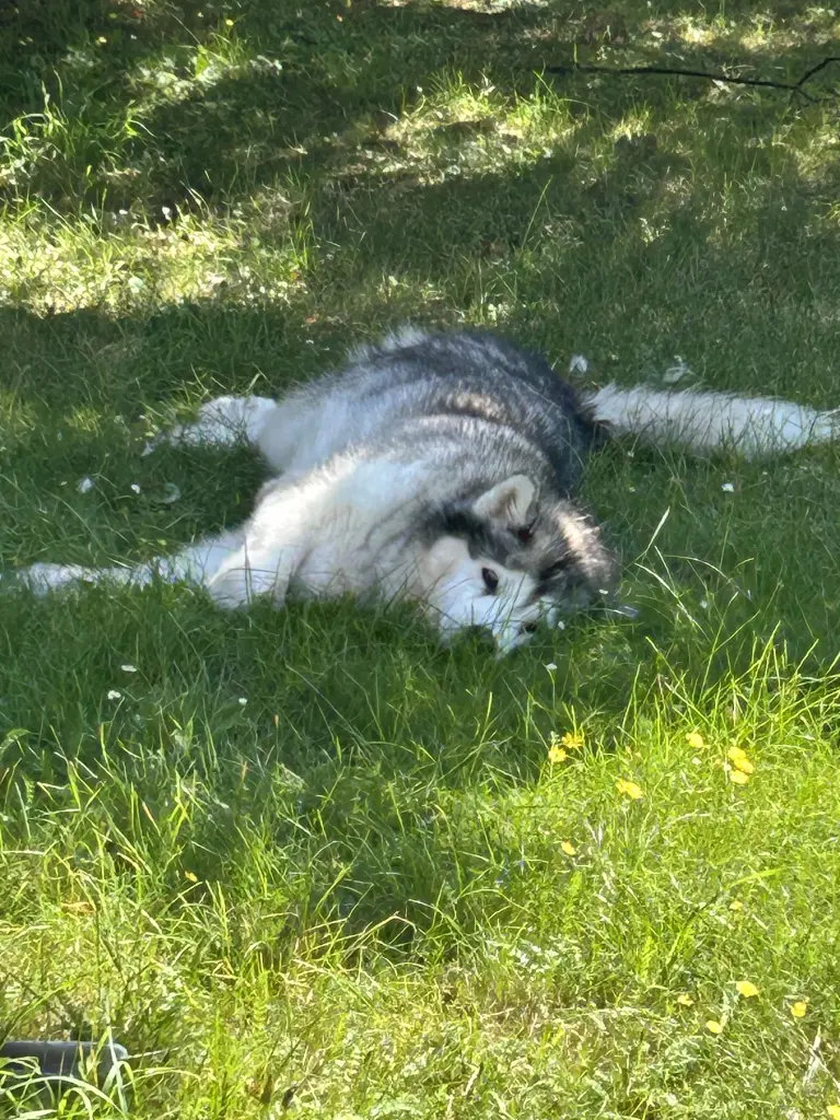 Bild von Nanook