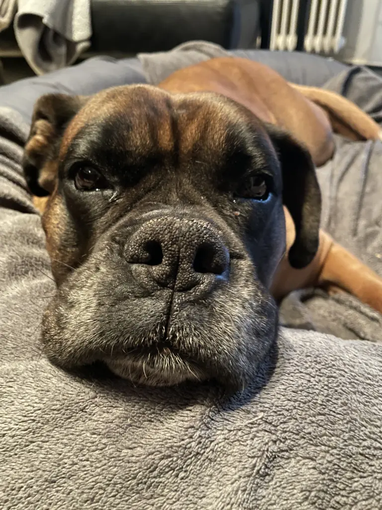 Bild von Django