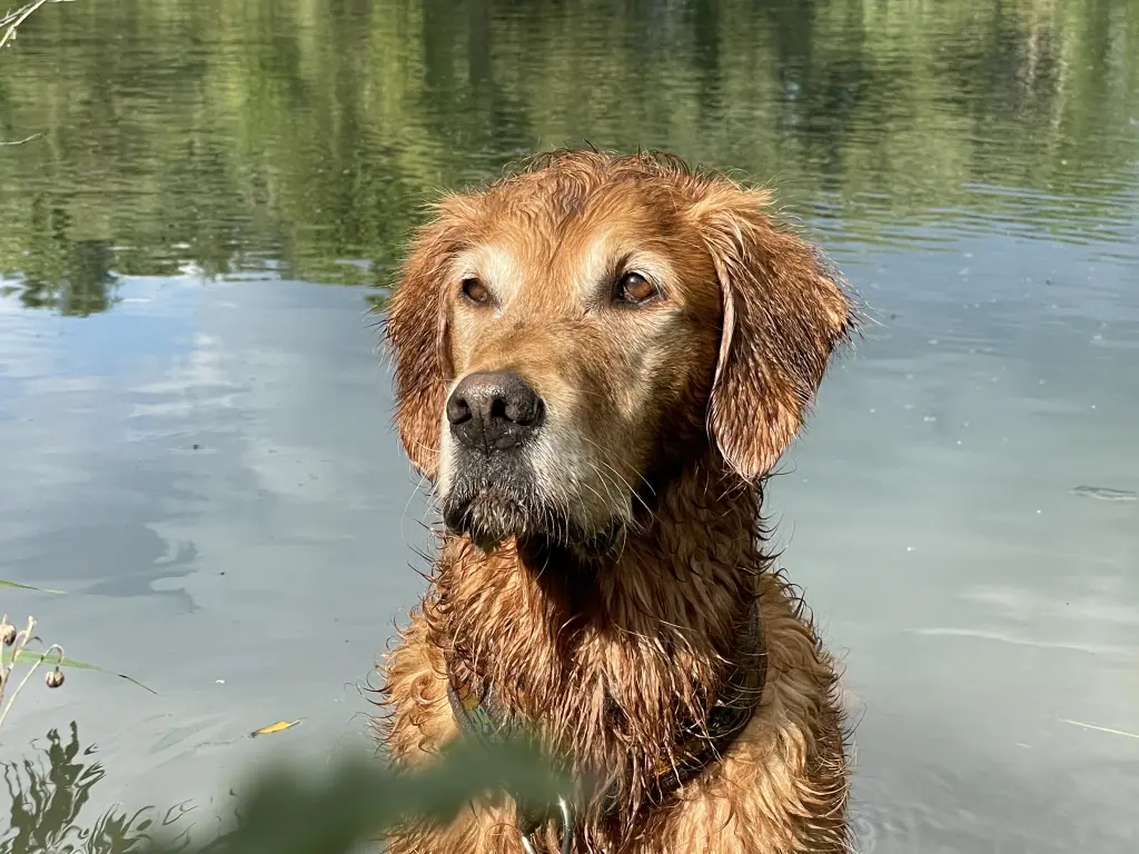 Bild von Frodo