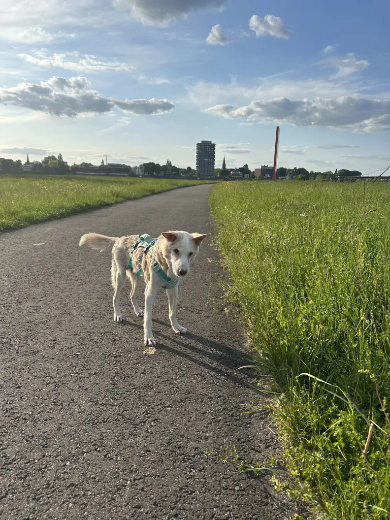 Bild von Oscar