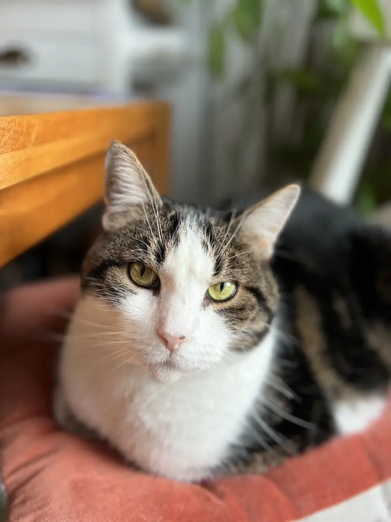 Bild von Bubbi