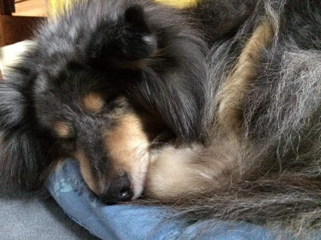 Image from Pepper