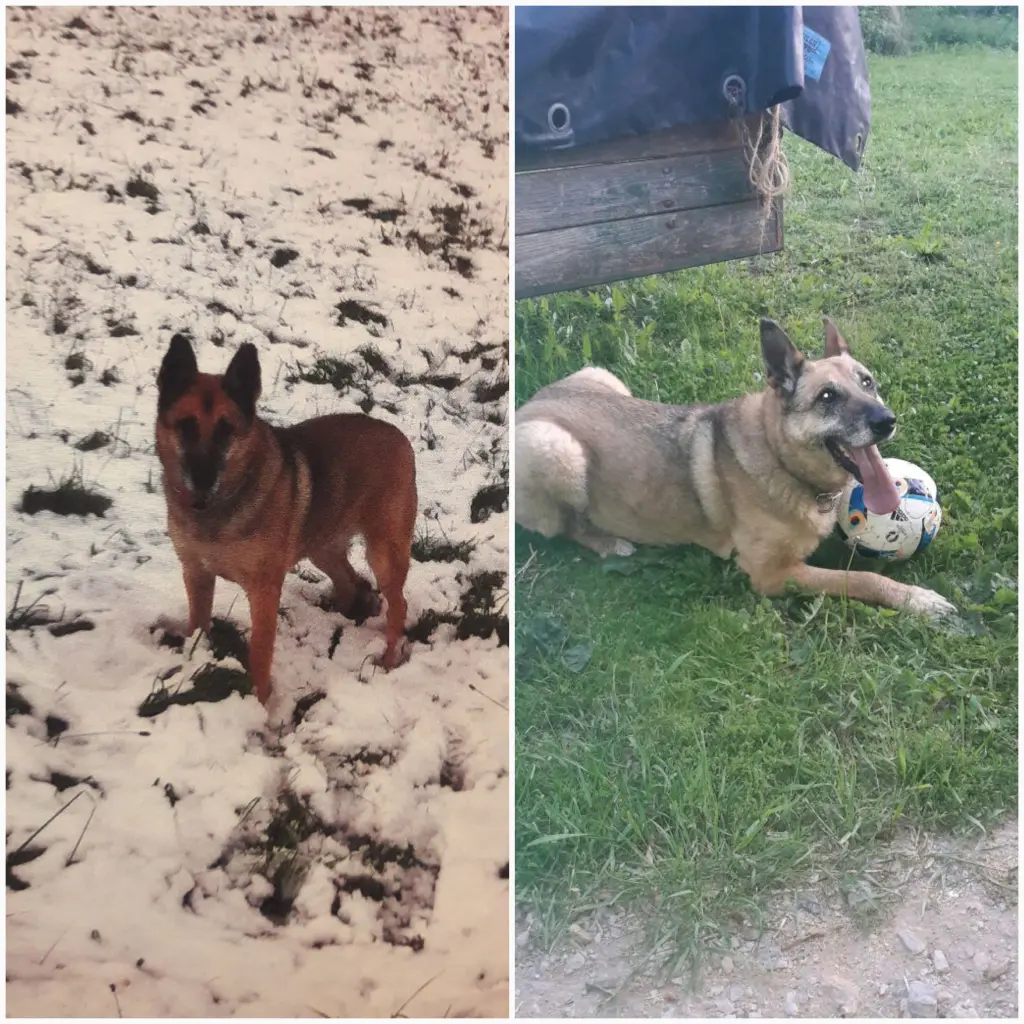 Condolence image of Claudia m. TARA im Herzen