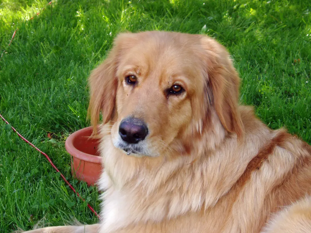 Condolence image of Michael mit Alesca +27.11.2017