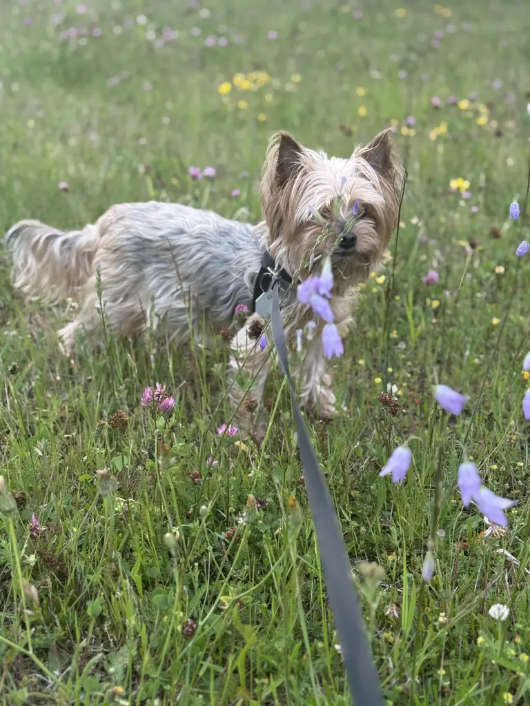 Andachtsbild von Rebecca Schmidt