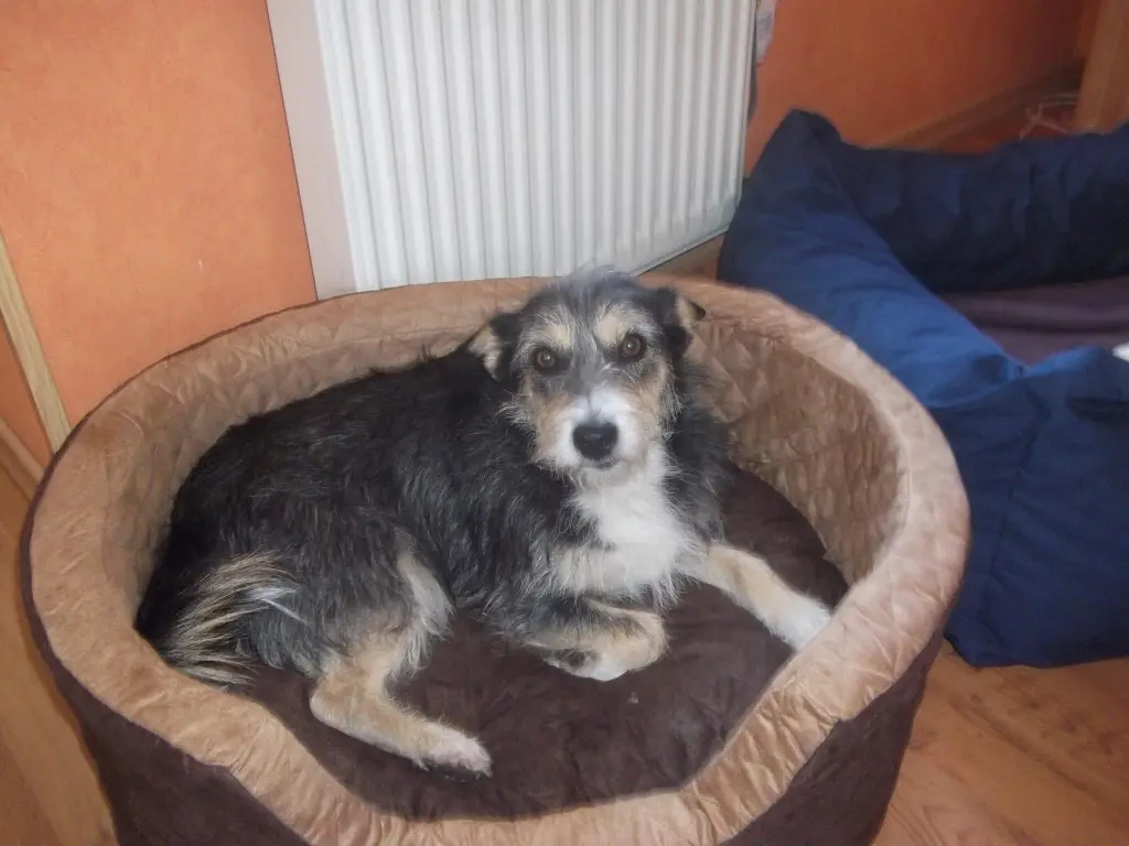 Bild von Missi