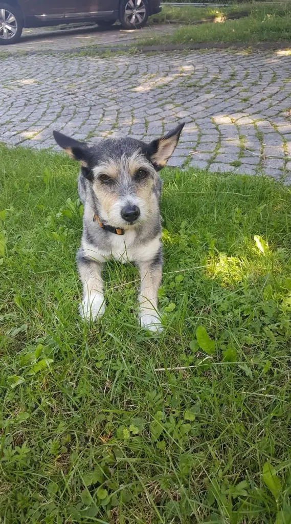Bild von Missi
