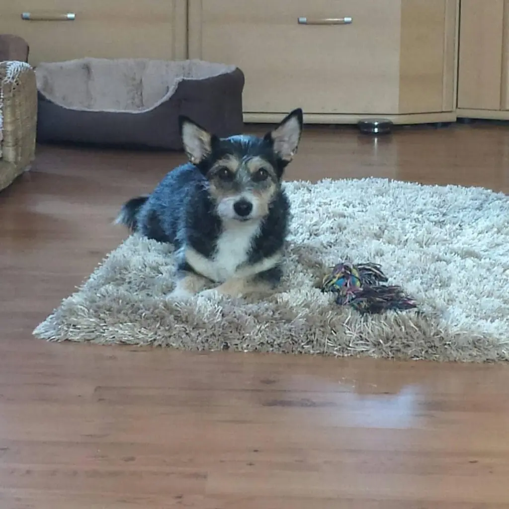 Bild von Missi