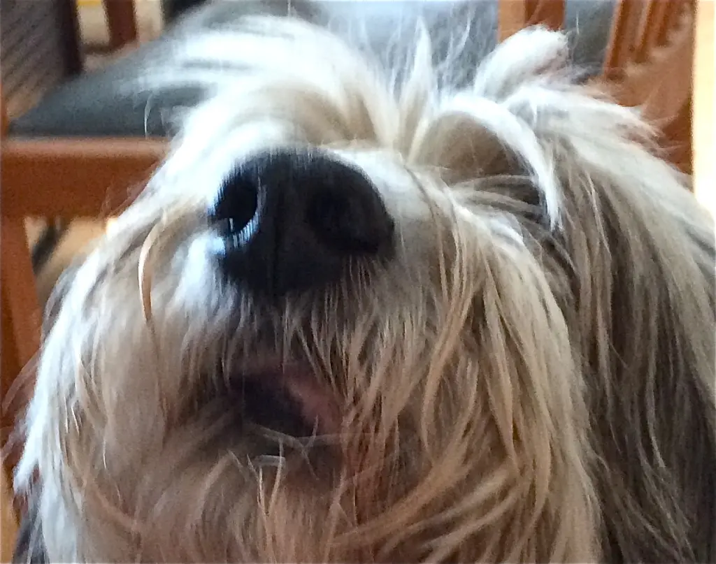 Condolence image of Wilhelm